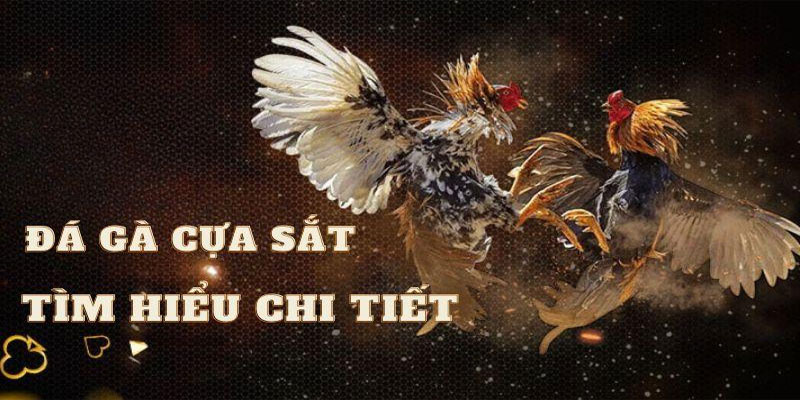 Quy trình tham gia đặt cược tại đá gà caxeng